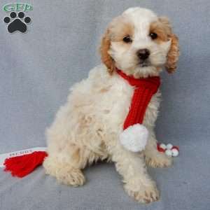 Jada, Cockapoo Puppy